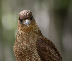 chimango caracara